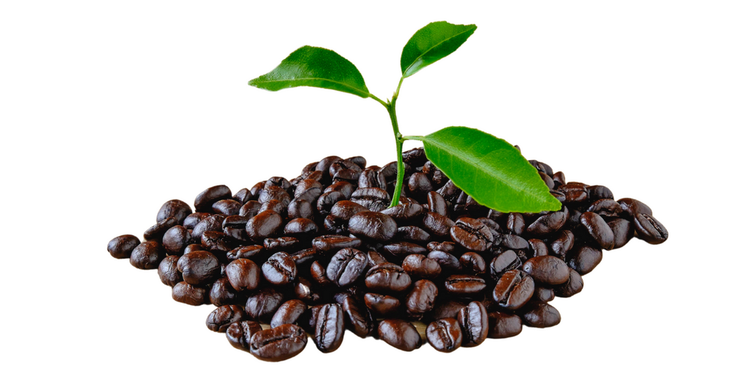 Why Choose INI Sips Organic Coffee?
