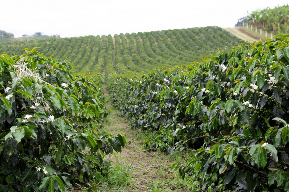 Ethiopian Harrar Coffee (USDA Certified Organic)